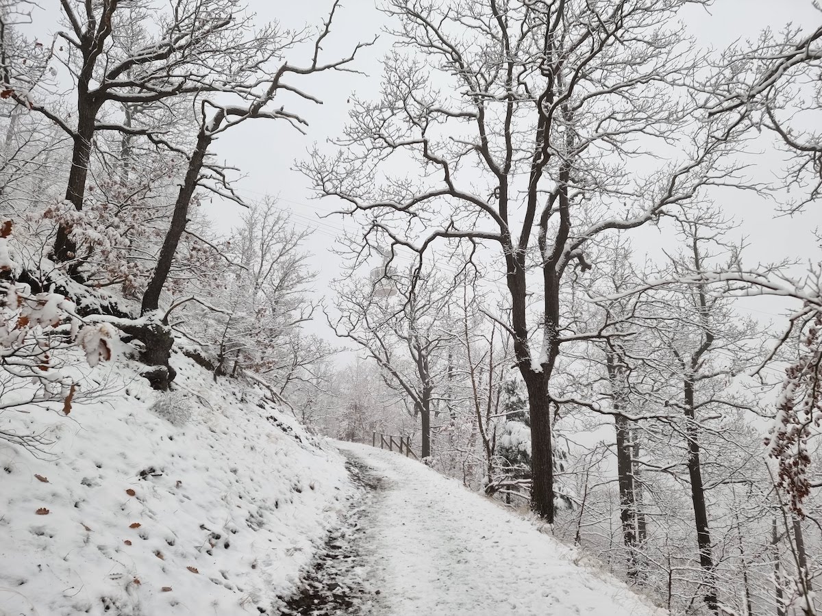 Hotels mitten im Wald im Harz